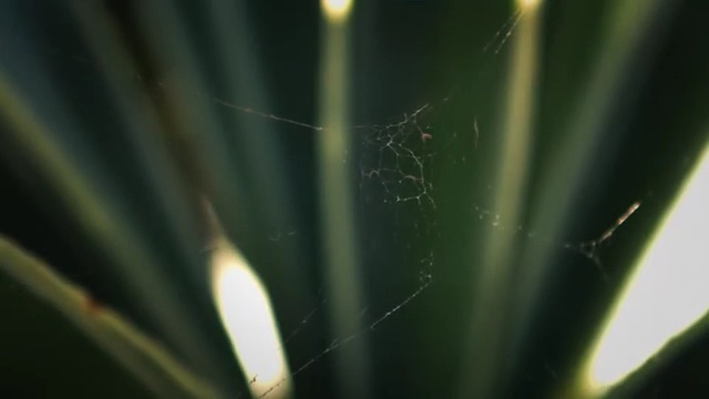 Video Reference: Light, Close-up, Leaf, Macro photography, Water, Plant, Grass, Photography, Sunlight, Plant stem