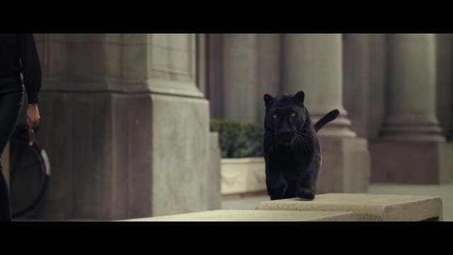 Video Reference: mammal, black cat, darkness, cat, small to medium sized cats, screenshot, snout