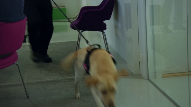 Video Reference: Dog, Mammal, Vertebrate, Dog breed, Canidae, Carnivore, Working dog, Shiba inu, Sporting Group, Non-Sporting Group