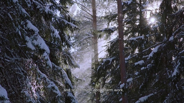 Video Reference: Tree, Nature, Forest, Natural environment, Tropical and subtropical coniferous forests, Snow, Winter, Old-growth forest, Biome, Woody plant