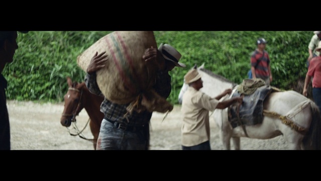 Video Reference: Halter, Horse tack, Bridle, Pack animal, Horse, Rein, Working animal, Horse harness, Adaptation, Saddle, Person