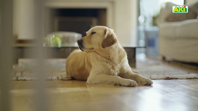 Video Reference: Dog, Mammal, Canidae, Dog breed, Retriever, Golden retriever, Labrador retriever, Puppy, Yellow, Companion dog