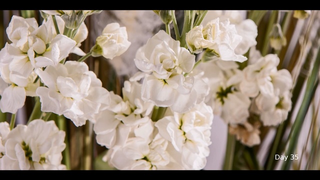 Video Reference: flower, white, flowering plant, flower arranging, floristry, plant, flower bouquet, spring, petal, floral design, Person