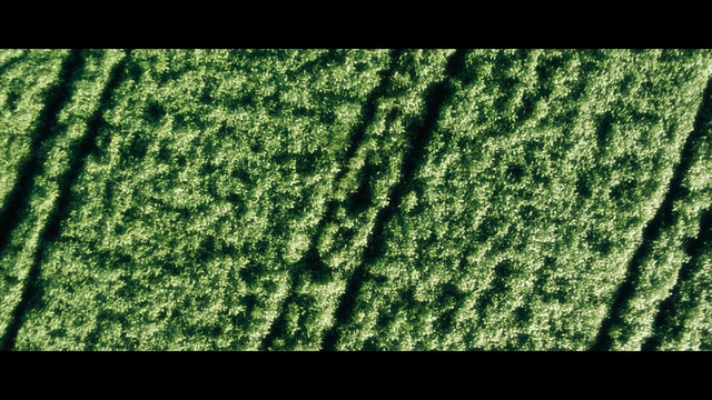 Video Reference: green, grass, vegetation, leaf, grass family, tree, biome, plant stem, computer wallpaper, Person