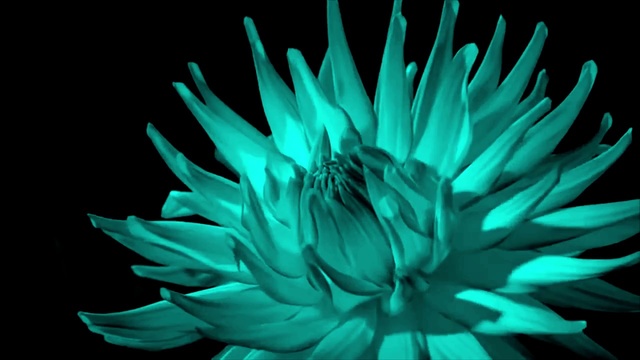 Video Reference: Green, Flower, Close-up, Petal, Plant, Organism, Macro photography, Photography, Still life photography, Annual plant