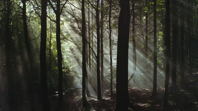 Video Reference: Forest, Tree, Nature, Woodland, Natural environment, Old-growth forest, Northern hardwood forest, Tropical and subtropical coniferous forests, Atmospheric phenomenon, Natural landscape