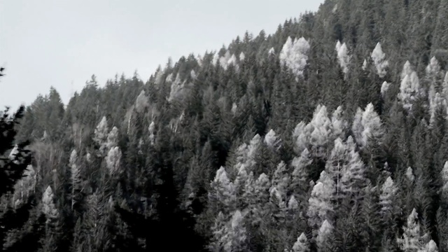 Video Reference: tree, ecosystem, winter, black and white, woody plant, spruce fir forest, tropical and subtropical coniferous forests, geological phenomenon, snow, conifer, Person