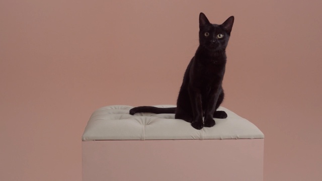 Video Reference: cat, black cat, small to medium sized cats, cat like mammal, whiskers, domestic short haired cat, furniture, box, carnivoran, bombay