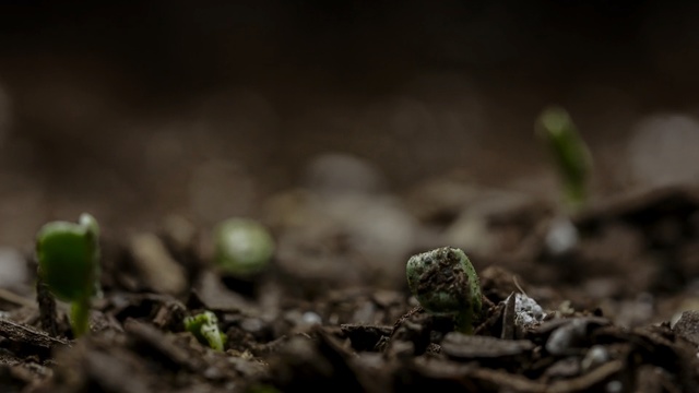 Video Reference: Nature, Green, Soil, Vegetation, Leaf, Close-up, Plant, Macro photography, Photography, Sky, Indoor, Small, Sitting, Food, Table, Flower, Cake, Close, Black, White, Glass, Plate, Red, Bird, Covered, Wooden, Vase, Board, Blue