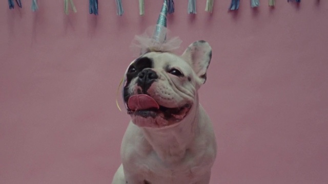 Video Reference: Dog, Vertebrate, Dog breed, Canidae, Mammal, Old english bulldog, Snout, Toy bulldog, Bulldog, Olde english bulldogge