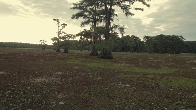 Video Reference: Tree, Nature, Natural landscape, Sky, Grass, Natural environment, Land lot, Soil, Pasture, Woody plant, Person