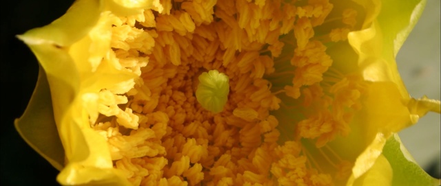 Video Reference: yellow, flower, flora, pollen, petal, macro photography