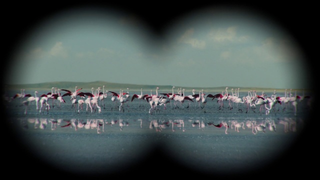Video Reference: Bird, Greater flamingo, Flamingo, Font, Art, Entertainment, Event, Performing arts, Beak, Water bird