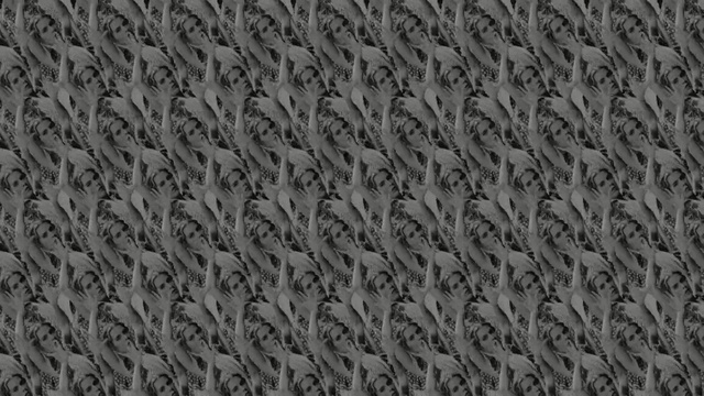 Video Reference: black, black and white, monochrome photography, monochrome, grass, pattern, tree, grass family