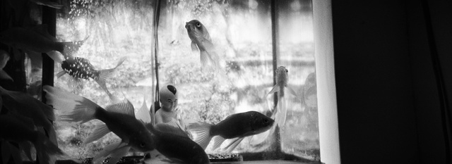 Video Reference: Black-and-white, Monochrome photography, Still life photography, Fish, Photography, Adaptation, Monochrome, Fish, Style