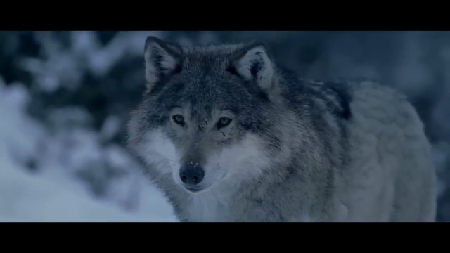 Video Reference: Mammal, Wolf, Vertebrate, canis lupus tundrarum, Wildlife, Canis, Canidae, Nature, Head, Wolfdog