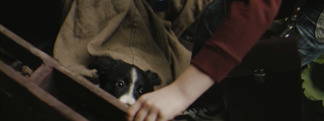 Video Reference: mammal, vertebrate, darkness, human, night, girl, snout, fun, midnight, Person