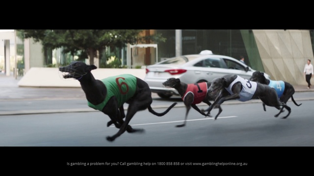 Video Reference: Mode of transport, Vehicle, Snout, Automotive exterior, Photography, Canidae