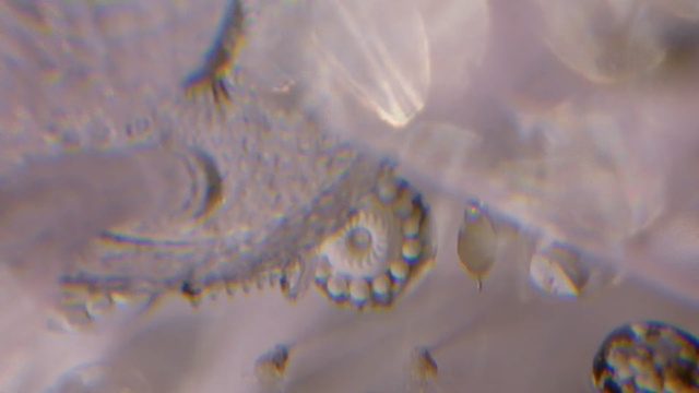 Video Reference: Transparent material, Water, Organism, Macro photography