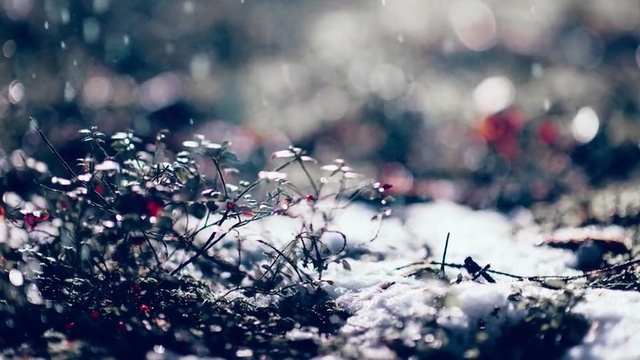 Video Reference: winter, nature, snow, branch, freezing, sky, blossom, tree, morning, spring