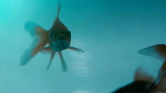 Video Reference: Fish, Fin, Underwater, Marine biology, Fish, Organism