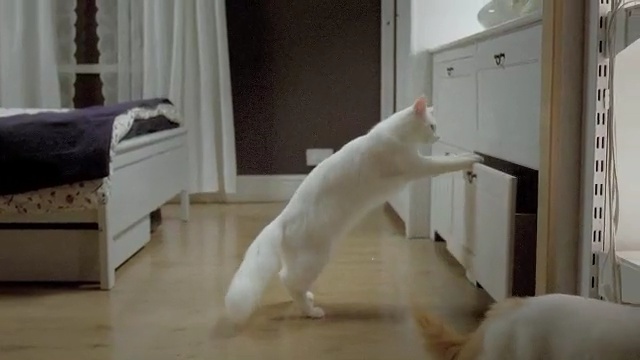 Video Reference: cat, mammal, small to medium sized cats, cat like mammal, carnivoran, floor, tail, flooring, dog like mammal, whiskers