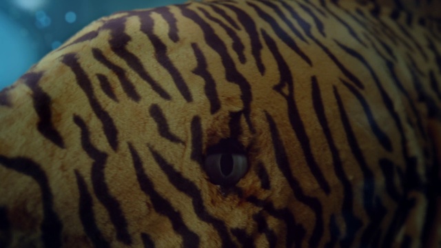 Video Reference: Terrestrial animal, Wildlife, Organism, Close-up, Marine biology, Snout, Adaptation, Underwater, Pattern, Felidae