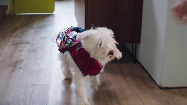 Video Reference: Dog, Mammal, Vertebrate, Dog breed, Canidae, Old english sheepdog, Carnivore, Maltese, Tibetan terrier, West highland white terrier