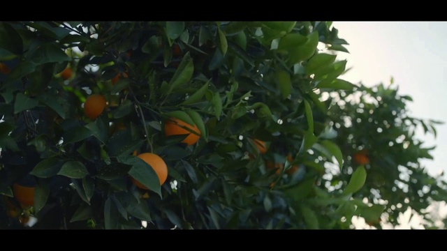 Video Reference: Plant, Nature, Leaf, Vegetation, Tree, Flower, Orange, Fruit, Branch, Landscape