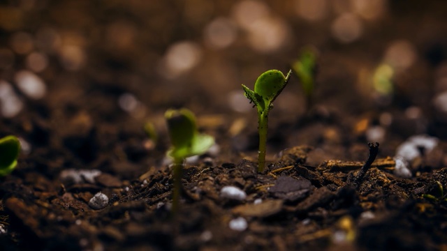 Video Reference: Green, Soil, Leaf, Plant, Sprouting, Close-up, Botany, Spring, Photography, Sky