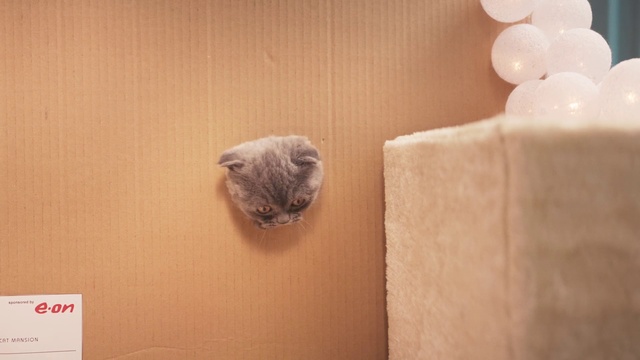 Video Reference: Cat, Small to medium-sized cats, Felidae, British shorthair, Fawn, Carnivore, Kitten, Whiskers, Scottish fold