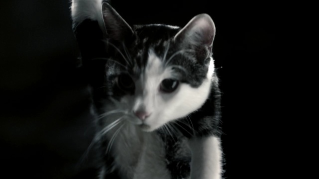 Video Reference: cat, whiskers, black, black and white, facial expression, mammal, small to medium sized cats, cat like mammal, fauna, kitten