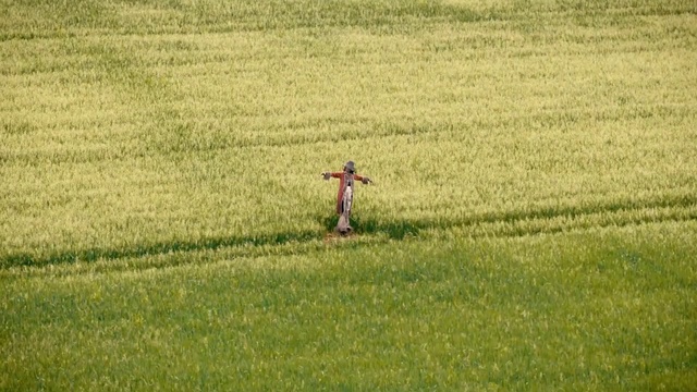 Video Reference: Grassland, Field, Grass, Green, Pasture, Natural environment, Meadow, Lawn, Grass family, Plain