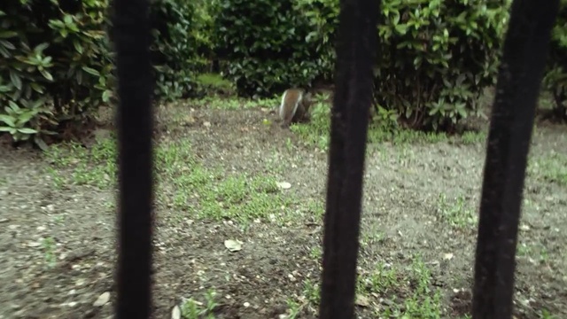 Video Reference: tree, forest, trees, armadillo