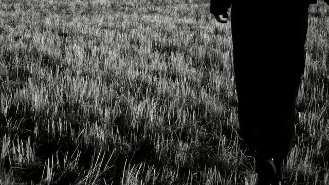 Video Reference: black, black and white, monochrome photography, grass, grass family, photography, monochrome, tree, sky, field