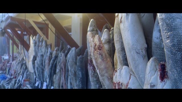 Video Reference: Fish, Fish products, Salted fish, Stockfish, Seafood, Fish, Sardine, Herring, Salt-cured meat, Oily fish, Person