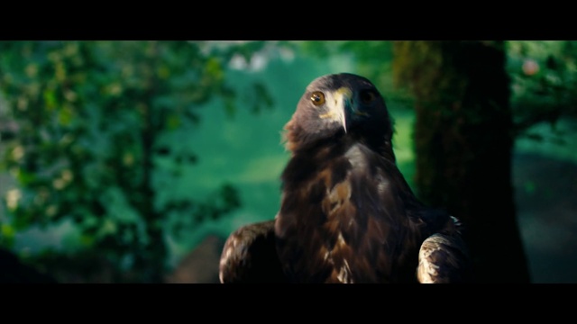 Video Reference: Bird, Accipitridae, Beak, Organism, Terrestrial animal, Bird of prey, Terrestrial plant, Accipitriformes, Falconiformes, Snout