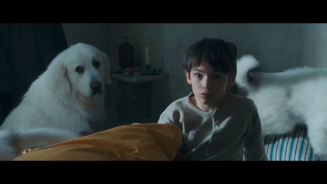 Video Reference: dog, canine, domestic animal, pet, retriever, cute, Person