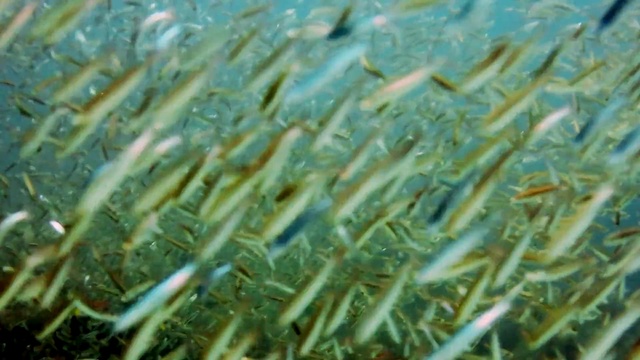 Video Reference: string bean, green bean, fresh bean