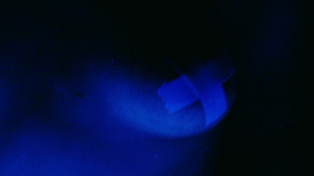 Video Reference: blue, cobalt blue, light, azure, electric blue, atmosphere, computer wallpaper, darkness, macro photography, night