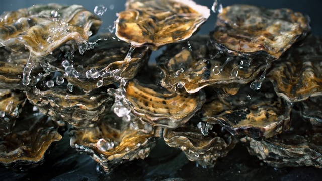 Video Reference: Oyster, Water, Seafood, Bivalve, Rock, Food, Mussel, Shellfish