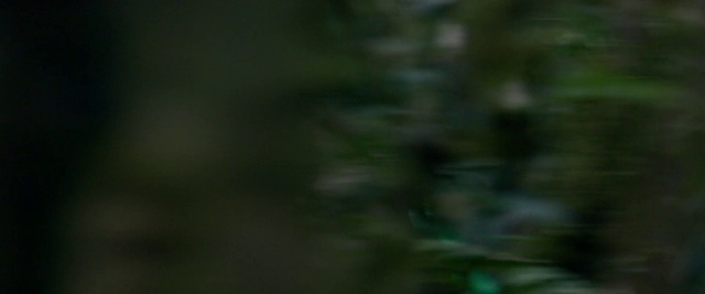 Video Reference: Green, Nature, Vegetation, Leaf, Natural environment, Tree, Macro photography, Plant, Close-up, Sky