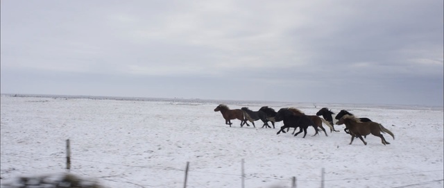 Video Reference: herd, snow, ecosystem, tundra, freezing, winter, arctic, sky, ecoregion, steppe