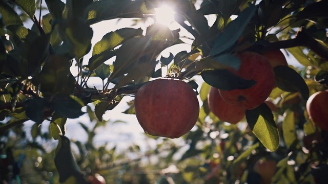Video Reference: Fruit tree, Tree, Plant, Fruit, Leaf, Apple, Flowering plant, Branch, Flower, Woody plant
