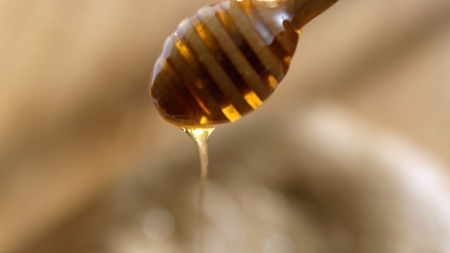 Video Reference: macro photography, honey, insect, membrane winged insect