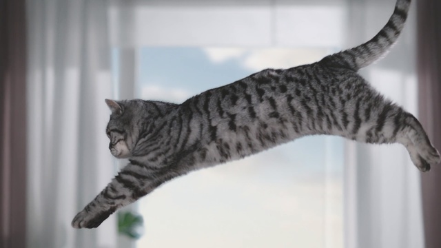 Video Reference: Cat, Mammal, Vertebrate, Small to medium-sized cats, Felidae, Tabby cat, Dragon li, Ocicat, Carnivore, European shorthair