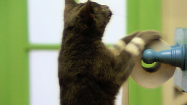 Video Reference: cat, green, mammal, fauna, small to medium sized cats, cat like mammal, whiskers, snout, fur, carnivoran