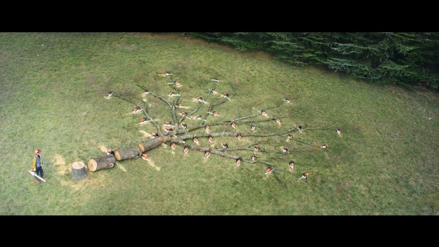 Video Reference: ecosystem, grass, biome, grass family, grassland, tree, meadow, soil, plant, lawn