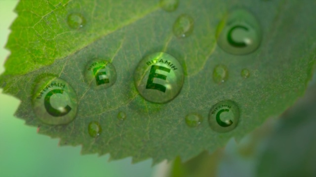 Video Reference: Green, Water, Leaf, Macro photography, Dew, Close-up, Organism, Moisture, Plant, Drop