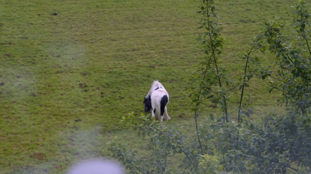Video Reference: Pasture, Grass, Canidae, Grazing, Tree, Grass family, Meadow, Wildlife, Pointer, Non-Sporting Group